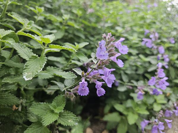 40x Nepeta 'Walker's Low' - ↕10-25cm - Ø9cm