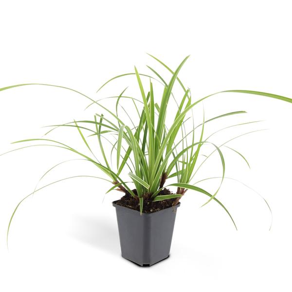 60x Carex morrowii 'Ice Dance' - ↕10-25cm - Ø9cm