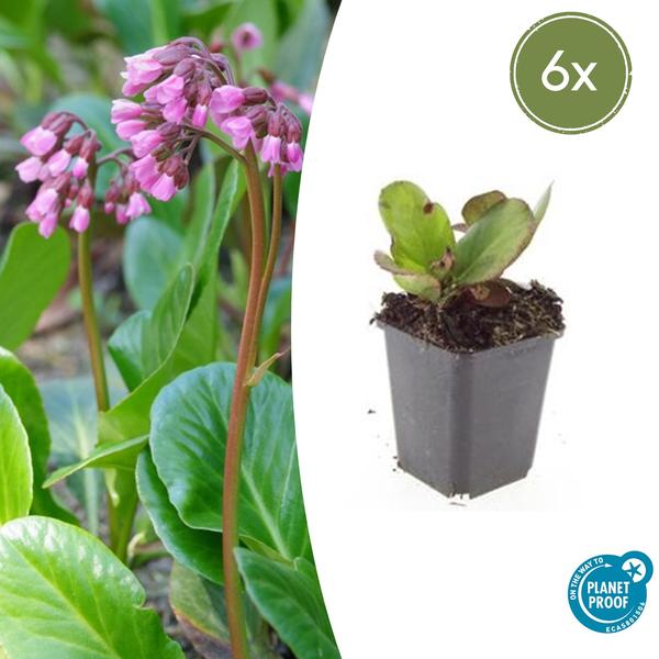 6x Bergenia cordifolia 'Herbstblüte'  - ↕10-25cm - Ø9cm