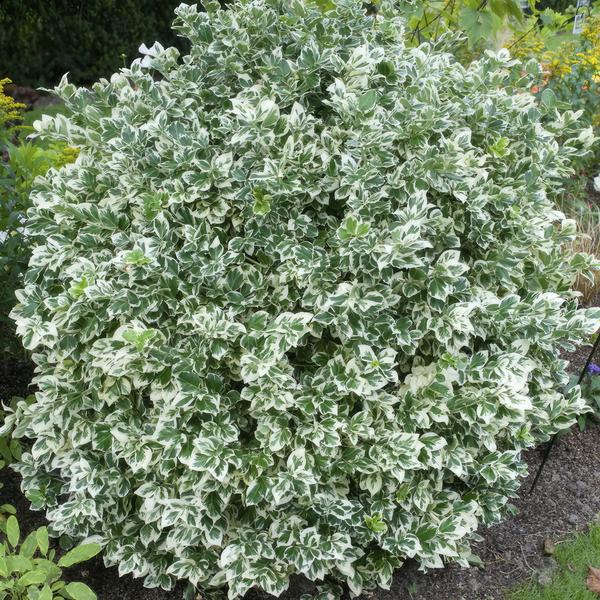 60x Euonymus 'Emerald 'n Gaity' - ↕10-25cm - Ø9cm