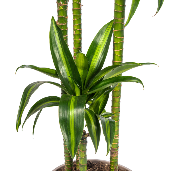 Dracaena Deremensis Hawaiian Sunshine Ø27cm - ↕170 - 190cm