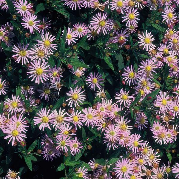 40x Aster ageratoides 'Asran' - ↕10-25cm - Ø9cm