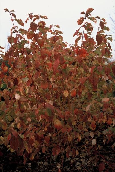 12x Cornus sang. 'Anny's Winter Orange' - ↕10-25cm - Ø9cm