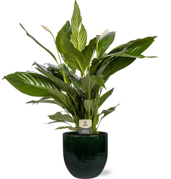 Spathiphyllum Bingo Cupido - Ø19cm - ↕80cm + Jolin Pot D20x18cm - Groen