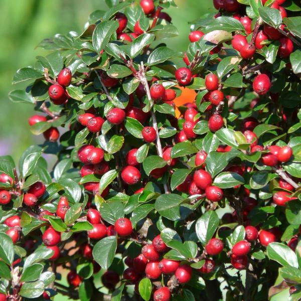 40x Cotoneaster dam. 'Major' - ↕25cm - Ø9cm