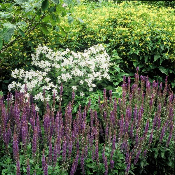 12x Salvia nem. 'Ostfriesland' - ↕10-25cm - Ø9cm