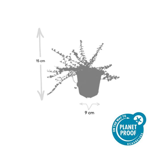 60x Euonymus fort. 'Minimus' - ↕10-25cm - Ø9cm