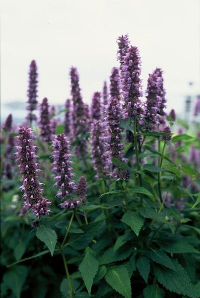 20x Agastache 'Blue Fortune' - ↕10-25cm - Ø9cm