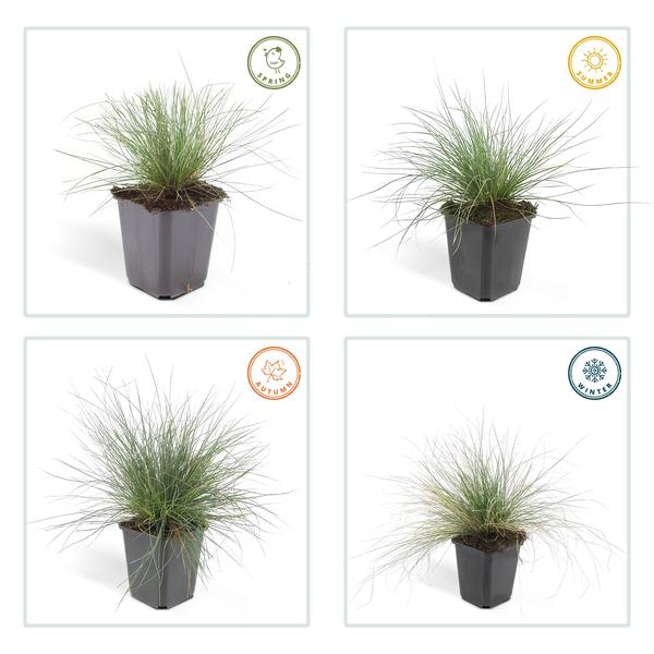 12x Festuca glauca 'Elijah Bleu' - ↕10-25cm - Ø9cm