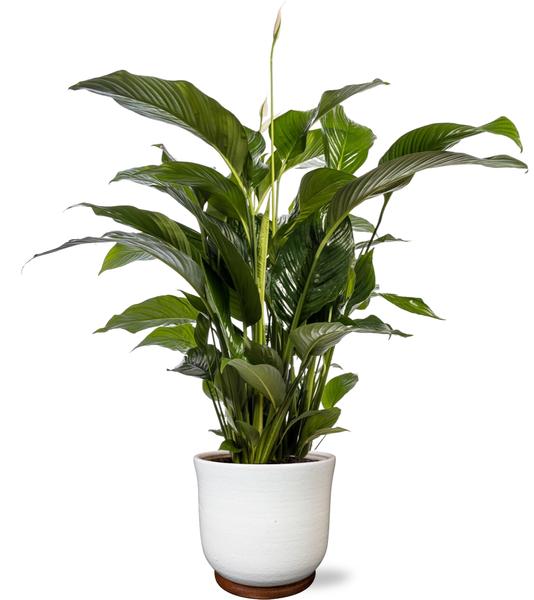 Spathiphyllum Bellini - Ø24cm - ↕100cm + Jayla Pot D27x25cm - Wit