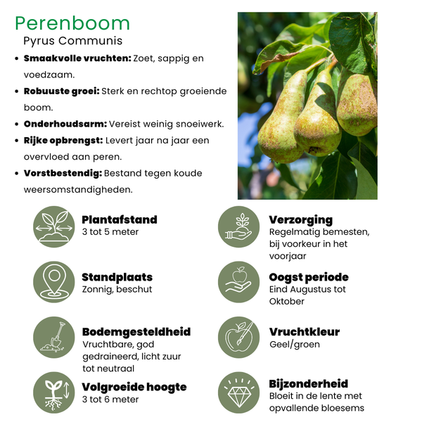 Biologische Perenboom Pyrus - 1 x Ø 20 cm - ↨ 60 cm