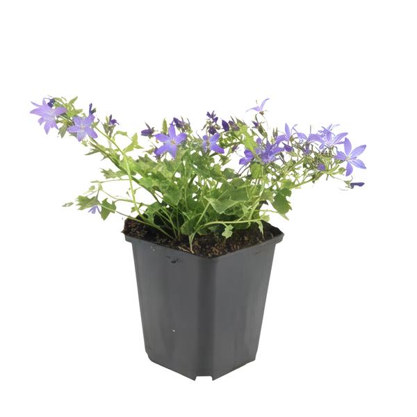 Campanula poscharskyana 'Stella' - ↕10-25cm - Ø9cm - 20x