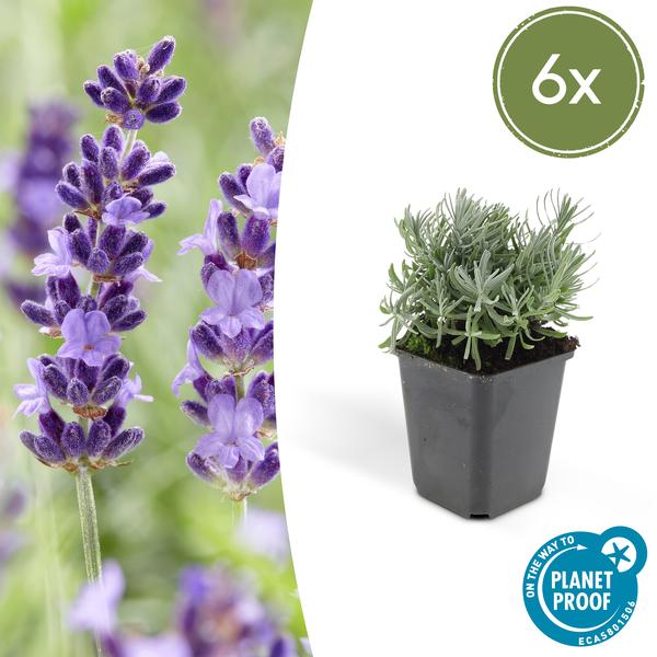 6x Lavandula 'Hidcote' - ↕10-25cm - Ø9cm