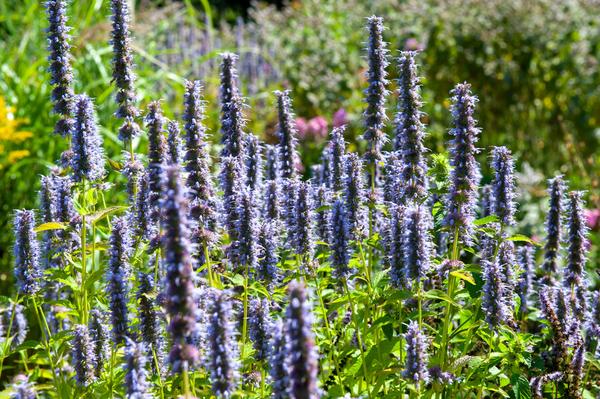 40x Agastache 'Black Adder' - ↕10-25cm - Ø9cm