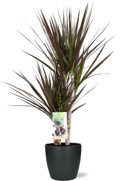 Dracaena Magenta - Ø17cm - ↕80cm + Pot Brussels D18x17cm - Antraciet