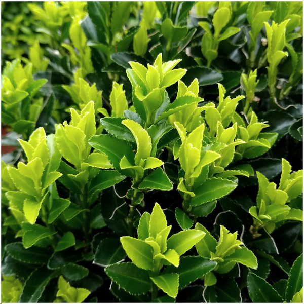 24 x Euonymus 'Green Spire' - 24 x Ø 7 cm - ↨ 15 cm