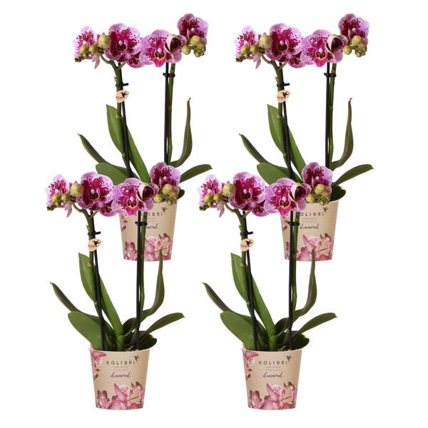 Kolibri Orchids | COMBI DEAL van 4 roze paarse phalaenopsis orchideeën - El Salvador - potmaat Ø9cm | bloeiende kamerplant - vers van de kweker