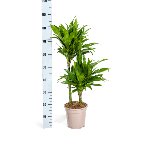 Dracaena Deremensis Green Jewel  Ø19cm - ↕70 - 90cm