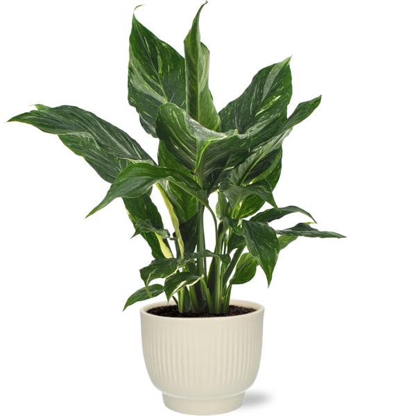 Spathiphyllum Diamond - Ø12cm - ↕40cm + Potenza Rib Pot D13x11cm - Wit