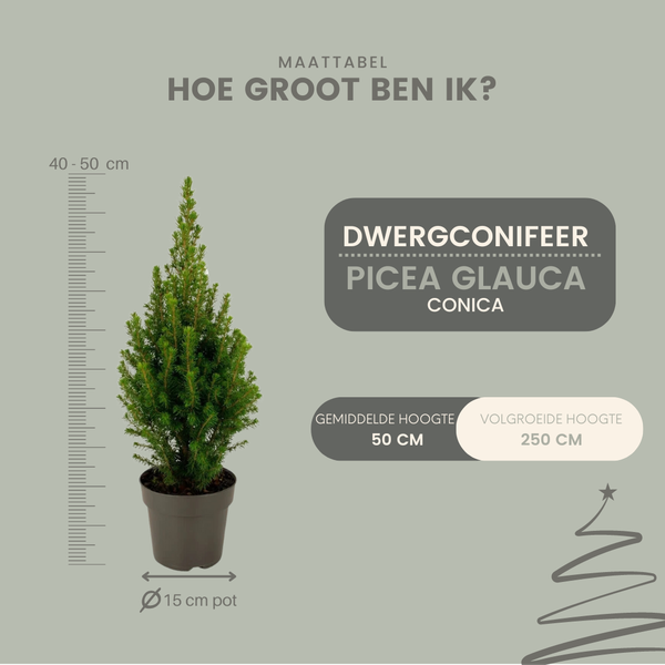 2x Picea glauca Perfecta - 15 cm Ø - 40 cm ↨