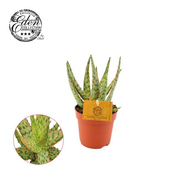 Aloe Hybride - Ø10,5cm - ↕15cm