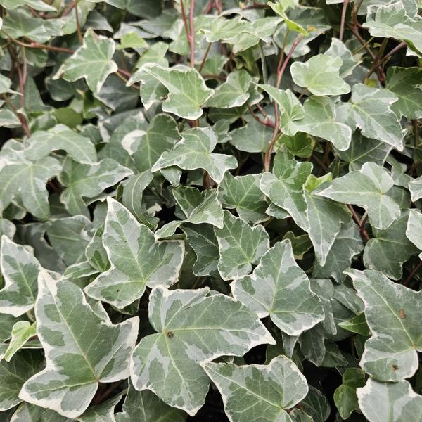 60x Hedera helix 'Glacier' - ↕10-25cm - Ø9cm