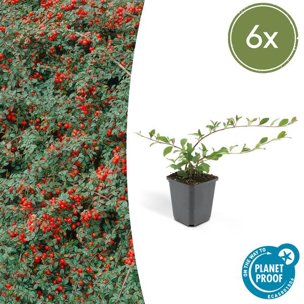 6x Cotoneaster dammeri - ↕10-25cm - Ø9cm