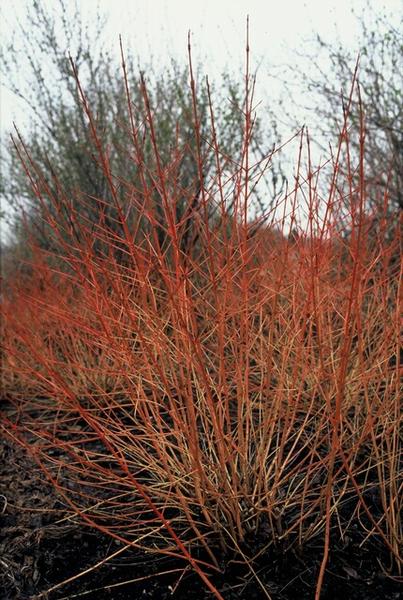 40x Cornus sang. 'Midwinter Fire' - ↕10-25cm - Ø9cm