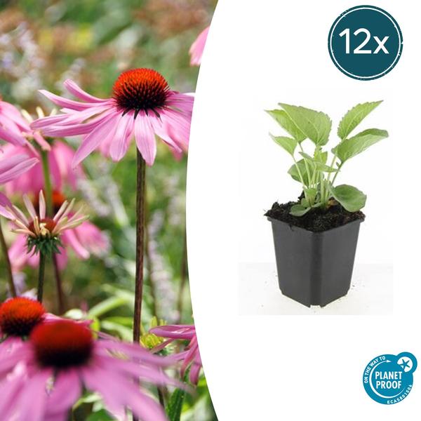 12x Echinacea p. 'Magnus' - ↕10-25cm - Ø9cm