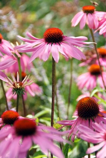 40x Echinacea p. 'Magnus' - ↕10-25cm - Ø9cm