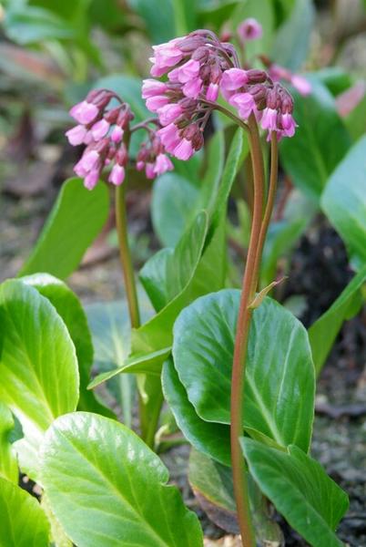 20x Bergenia cordifolia 'Herbstblüte'  - ↕10-25cm - Ø9cm