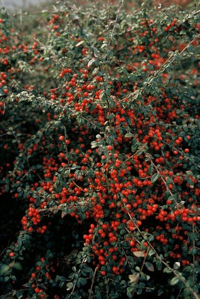 6x Cotoneaster suec. 'Coral Beauty' - ↕10-25cm - Ø9cm