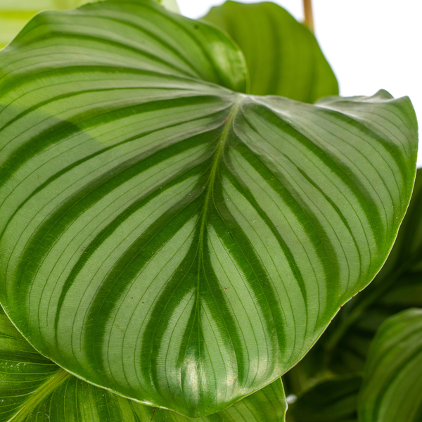 Calathea Orbifolia Ø17cm - ↕45cm