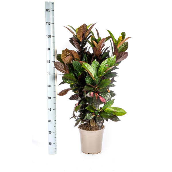 Codiaeum 'Croton' Iceton Ø24cm - ↕80-100cm