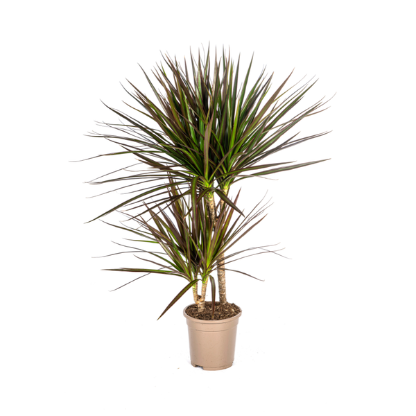 Dracaena Marginata Magenta Ø17cm - ↕50 - 70cm