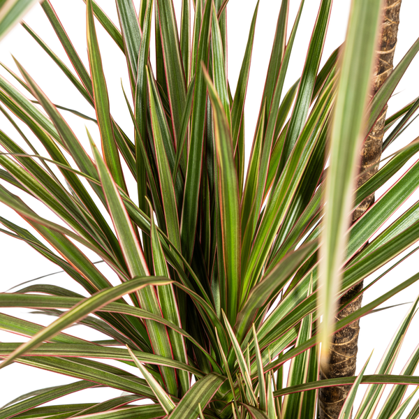 Dracaena Marginata Bicolor Ø21cm - ↕110 - 130cm