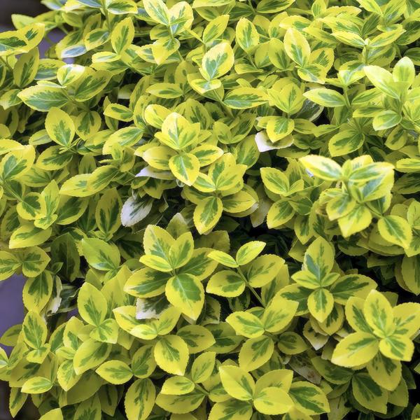 40x Euonymus fort. 'Emerald 'n Gold’ - ↕10-25cm - Ø9cm