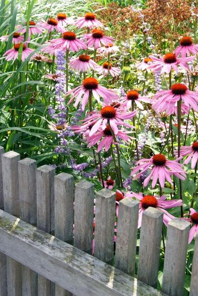 12x Echinacea p. 'Magnus' - ↕10-25cm - Ø9cm