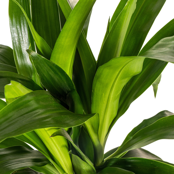 Dracaena Deremensis Lisa Ø19cm - ↕70 - 90cm