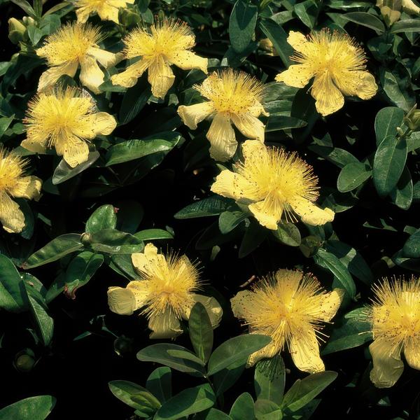 20x Hypericum calycinum - ↕10-25cm - Ø9cm