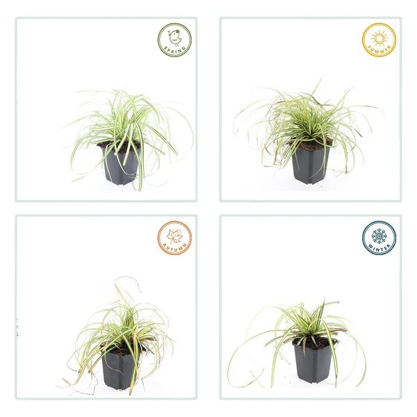 60x Carex oshim. 'Evergold'  - ↕10-25cm - Ø9cm