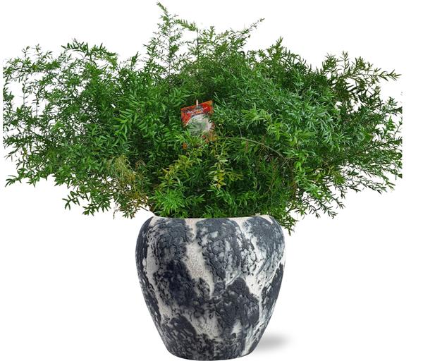 Asparagus Densiflorus Cwebe - Ø27cm - ↕65cm + Doug Pot D29x26cm - Zwart Wit