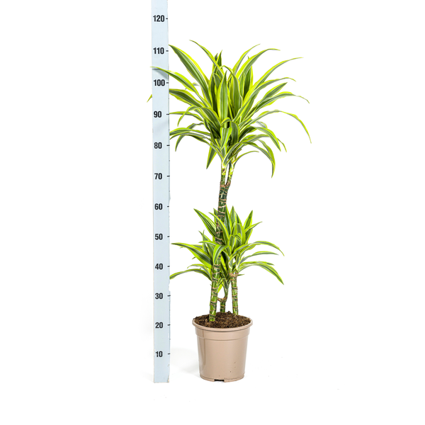 Dracaena Deremensis Lemon Lime Ø21cm - ↕90 - 110cm