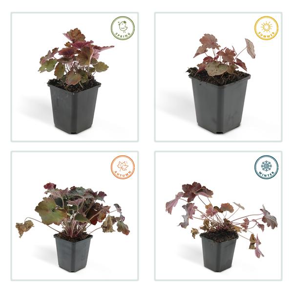 20x Heuchera mic. 'Palace Purple' - ↕10-25cm - Ø9cm