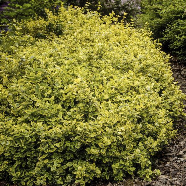 60x Euonymus fort. 'Emerald 'n Gold’ - ↕10-25cm - Ø9cm