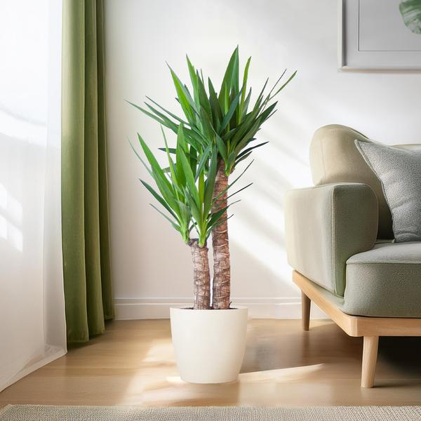 Yucca Elephantipes met Viber wit - 90cm - Ø21