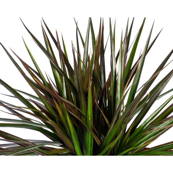 Dracaena Marginata Magenta Ø17cm - ↕50 - 70cm