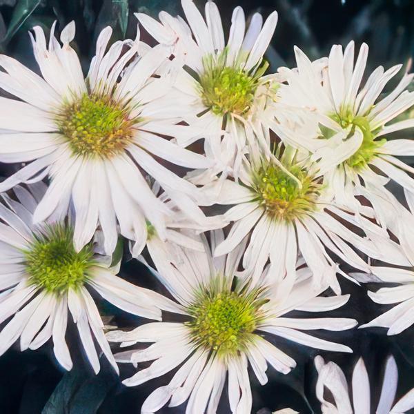 40x Aster ageratoides 'Ashvi' - ↕10-25cm - Ø9cm