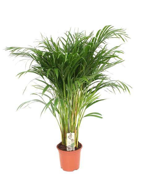 Dypsis Lutescens - Areca - Ø24cm - ↕120cm - Ø24 - ↨120cm