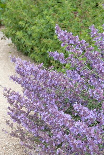 20x Nepeta 'Walker's Low' - ↕10-25cm - Ø9cm